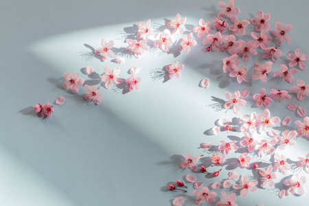 pink cherry flowers on blue backgroundの写真素材