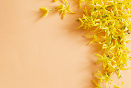 forsythia flowers on blue paper backgroundの写真素材