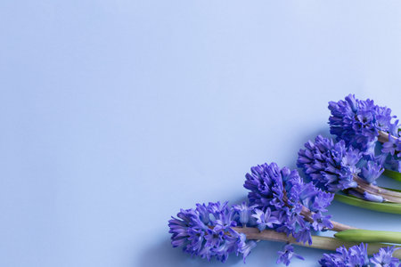 blue spring flowers on blue backgroundの写真素材