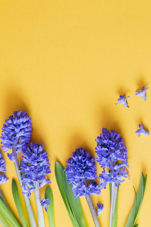 blue spring flowers on yellow backgroundの写真素材