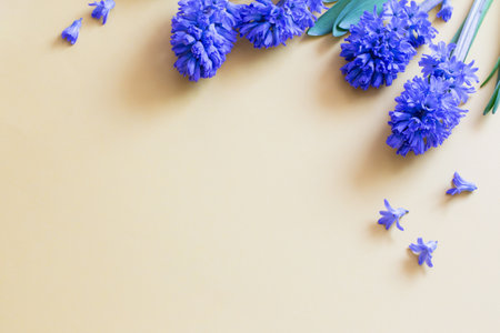 blue spring flowers on yellow backgroundの写真素材