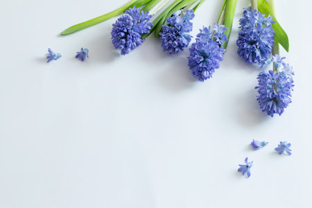 blue spring flowers on white backgroundの写真素材