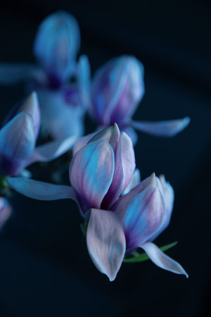 magnolia flowers close up in blue colorsの写真素材