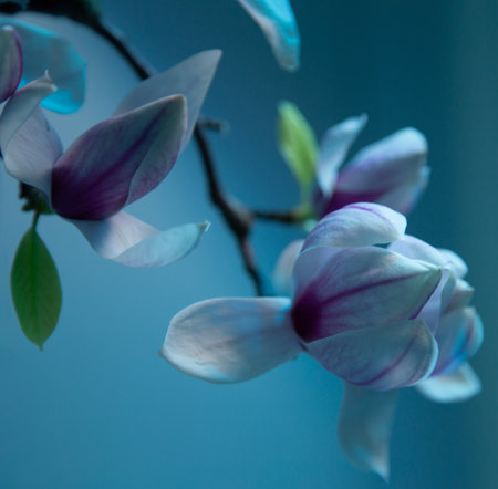 magnolia flowers close up in blue colorsの写真素材