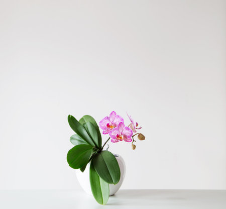 purple tiger orchid in flowerpot on white backgroundの写真素材