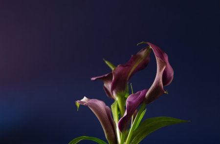 purple calla lily on dark background close upの写真素材