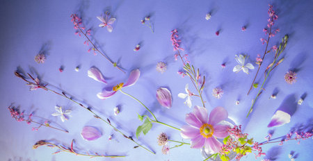 pink and white summer flowers on purple background in sunlight