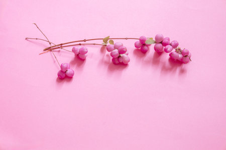 Pink flowers on a pink background. Flat lay, top view.の写真素材