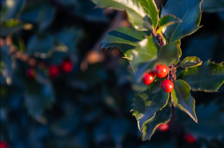 background of christmas holly berryの写真素材