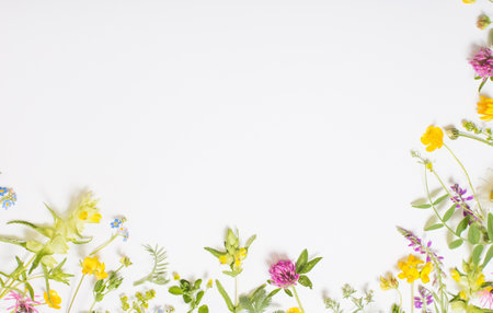 beautiful wild flowers on white backgroundの写真素材