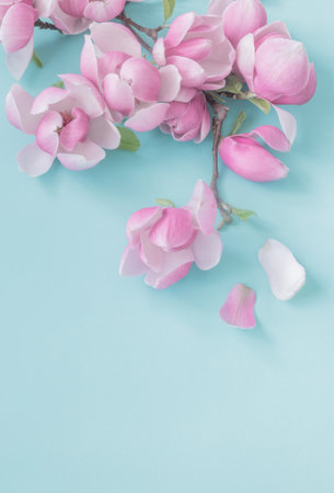 magnolia flowers on colorful paper backgroundの写真素材