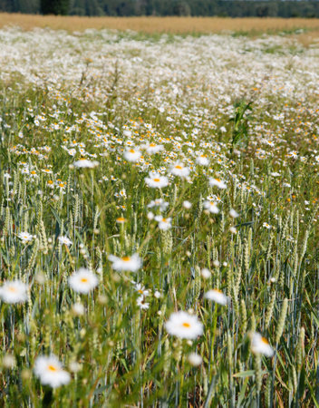 chamomile flowers in summer field of wheat in sunlightの写真素材