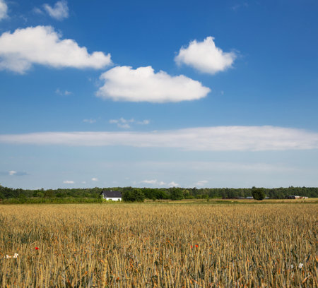 white rural house in beautiful summer landscape with field, sky and cloudsの写真素材