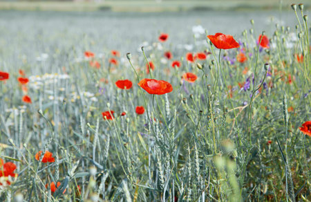 wild flowers in wheat summer field