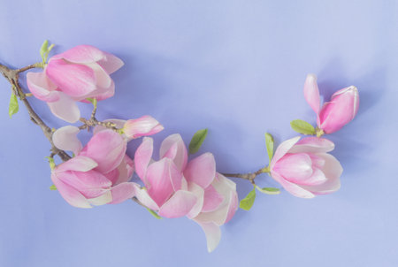 magnolia flowers on colorful paper backgroundの写真素材
