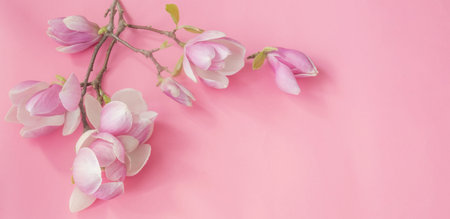 magnolia flowers on colorful paper backgroundの写真素材