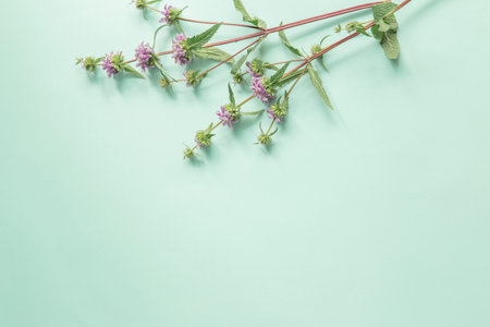 wild beautiful flowers on paper background