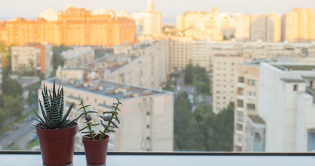 succulent plants on windowsill