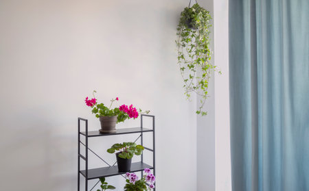 houseplants on black shelf on background white wallの写真素材