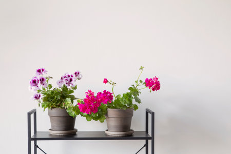 houseplants on black shelf on background white wallの写真素材