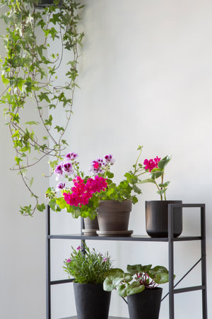 houseplants on black shelf on background white wallの写真素材
