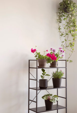 houseplants on black shelf on background white wallの写真素材