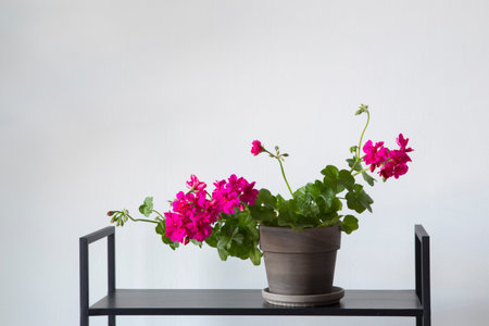 houseplants on black shelf on background white wallの写真素材