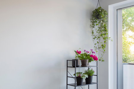 houseplants on black shelf on background white wallの写真素材