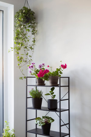 houseplants on black shelf on background white wallの写真素材