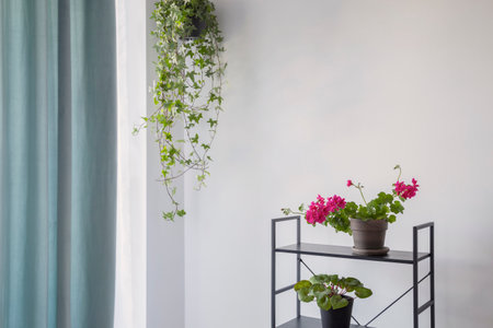 houseplants on black shelf on background white wallの写真素材