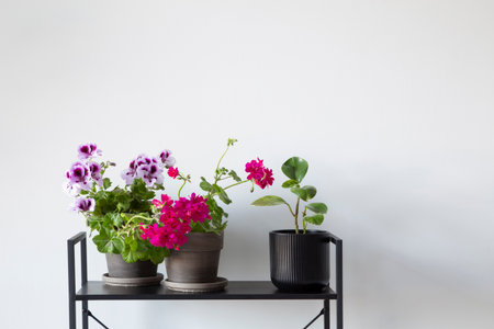 houseplants on black shelf on background white wallの写真素材
