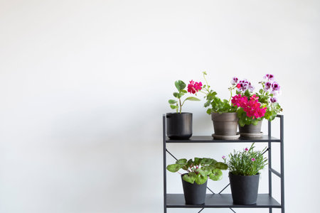 houseplants on black shelf on background white wallの写真素材