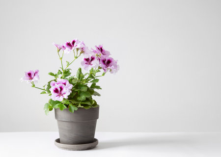 geranium in pot on white backgroundの写真素材