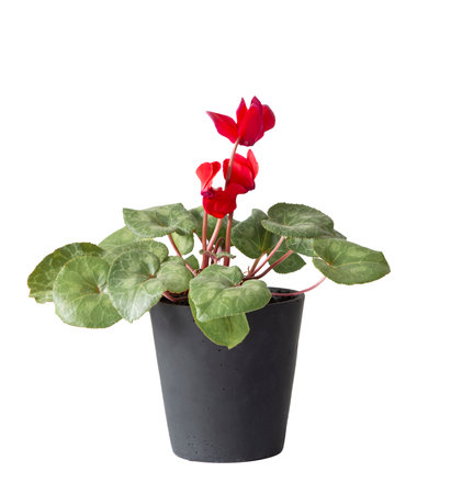cyclamen in black pot isolated on white backgroundの写真素材