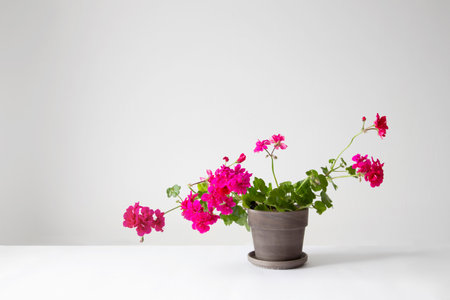 geranium in pot on white backgroundの写真素材