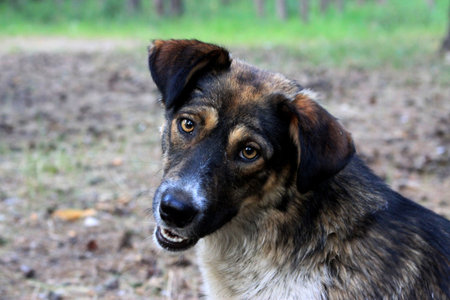 Portrait of a dog