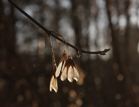 Autumn. Maple seedsの写真素材