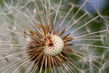 Macro of an ant on puffy dandelion in alpine meadow with blurred bokeh background;の写真素材