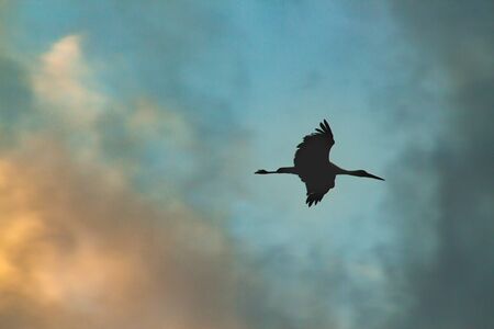 Silhouette of a stork (ciconia) flying high in the sky at sunsetの写真素材