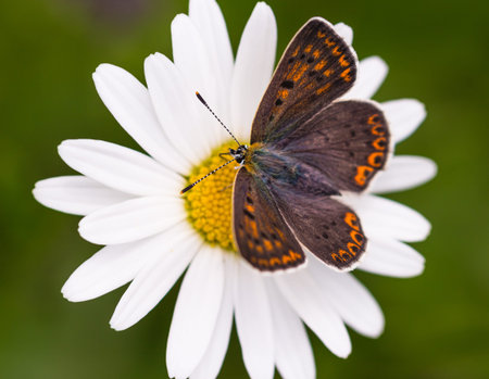 Macro of a female sooty copper (lycaena tityrus) butterfly on a daisy (leucanthemum) blossom with...