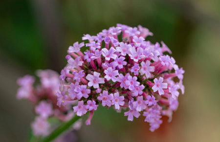 Verbena bonariensis blooming in summer in botanical garden in Meran South Tyrol Italy Europe