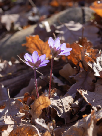 Macro of liverwort blossoms (anemone hepatica) in alpine valley "FrÃ¼hlingstal" in Kaltern, South Tyrol, Italyの写真素材