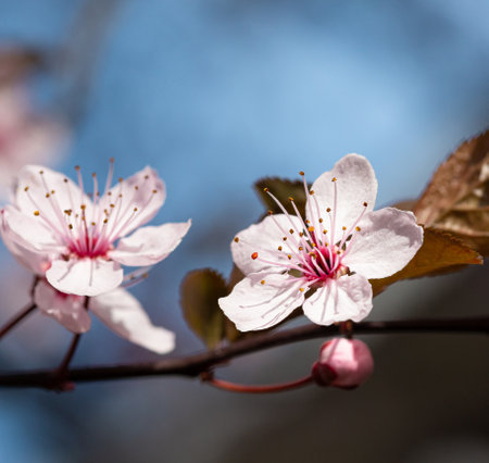 cherry plum blossoms on a branch in springの写真素材
