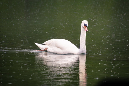 beautiful elegant single swan swimming in lake on rainy dayの写真素材
