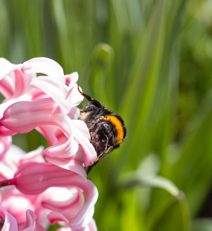 close up of a bumble bee on pink hyacinth blossomの写真素材