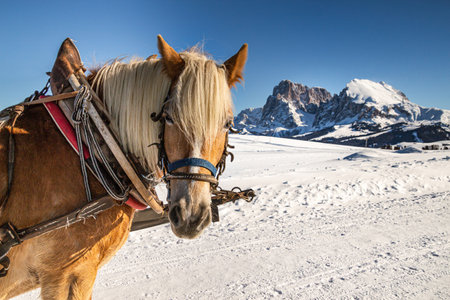 Horses standing in the snow taking a break after pulling a carriageの写真素材