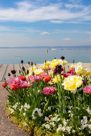 Tulips blooming in spring at lakeside Promenade near harbor of Bardolino, Lake Garda, Italy.の写真素材