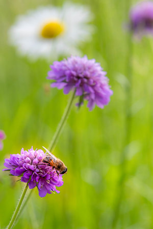 bee sitting on scabiosa blossom in mountain meadow with blurred bokeh background. pesticide free biodiversity save the bees conceptの写真素材