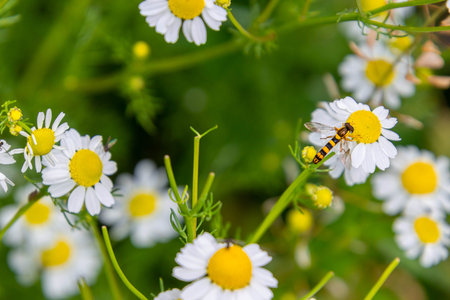 macro of a hoverfly syrphidae on chamomile blossom. pesticide free biodiversity concept