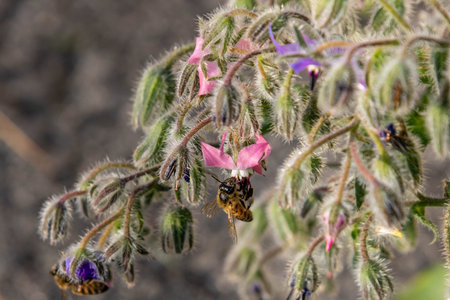 Macro of a honey bee on a borage borago officinalis blossom with blurred background